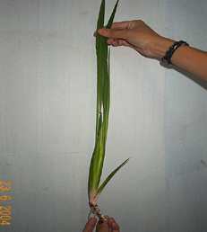 Okhidak O-Hidak - Manipur Medicinal Plants