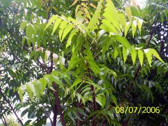 Neem - Manipur Medicinal Plants