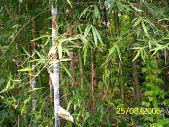 Saneibi waa - Manipur Medicinal Plants