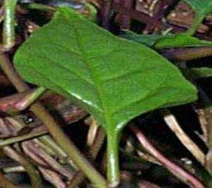 Urok sumban - Manipur Medicinal Plants