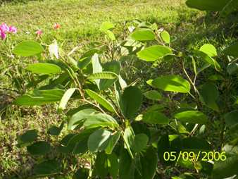 Chingthrao-angangba - Manipur Medicinal Plants