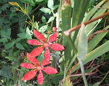 Kabo leiteng - Manipur Medicinal Plants