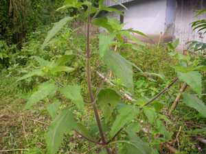 Hameng sampakpi - Manipur Medicinal Plants