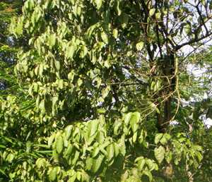 Ureirom - Manipur Medicinal Plants