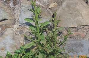 Hao-chak - Manipur Medicinal Plants