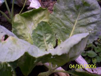 Kobi ukabi - Manipur Medicinal Plants