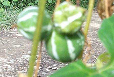 Kwakthabi - Manipur Medicinal Plants