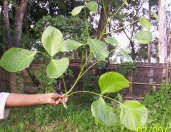 Pang-gong - Manipur Medicinal Plants