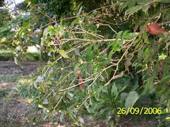 Cha - Manipur Medicinal Plants