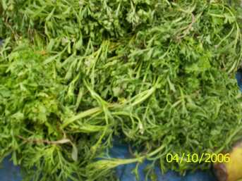 Chantruk - Manipur Medicinal Plants