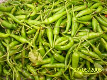 Meitei morok - Manipur Medicinal Plants