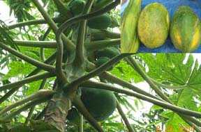 Awa-thabi - Manipur Medicinal Plants