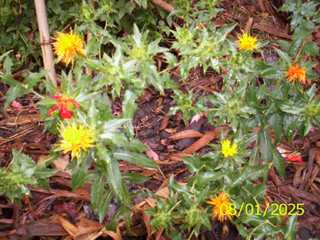 Kushumlei - Manipur Medicinal Plants