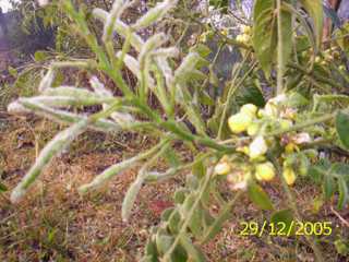 Thaonam nashangbi - Manipur Medicinal Plants