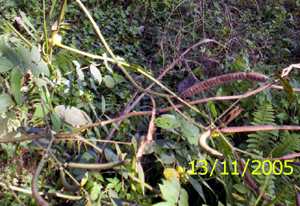 Thaonam achouba - Manipur Medicinal Plants