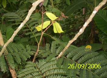 Laikee - Manipur Medicinal Plants