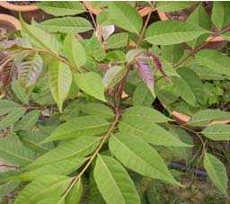 Tai-ren - Manipur Medicinal Plants