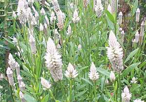 Haolei angouba - Manipur Medicinal Plants