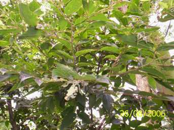 Heigreng/Heikreng - Manipur Medicinal Plants