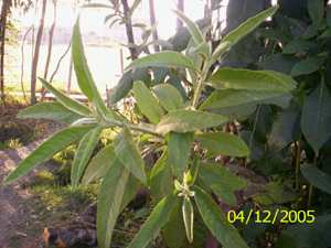 Karpur pambi - Manipur Medicinal Plants