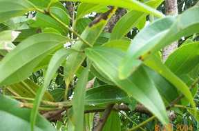 Tejbat/Tejpata - Manipur Medicinal Plants