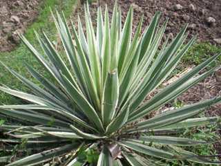 Kewa - Manipur Medicinal Plants