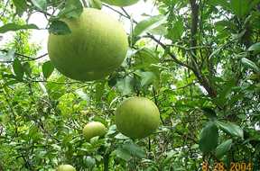 Nobab - Manipur Medicinal Plants