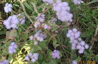 Khongjainapi - Manipur Medicinal Plants