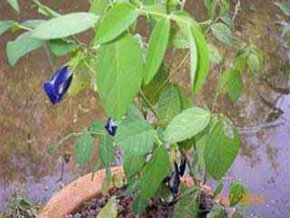 Aparajita - Manipur Medicinal Plants