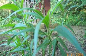 Nongpok langthrei/Nongpok lei - Manipur Medicinal Plants