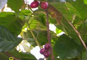 Coffee - Manipur Medicinal Plants