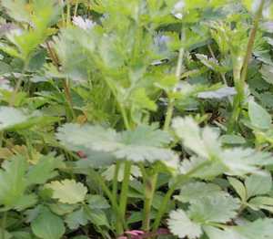 Phadigom - Manipur Medicinal Plants