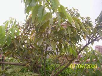 Loyum - lei - Manipur Medicinal Plants