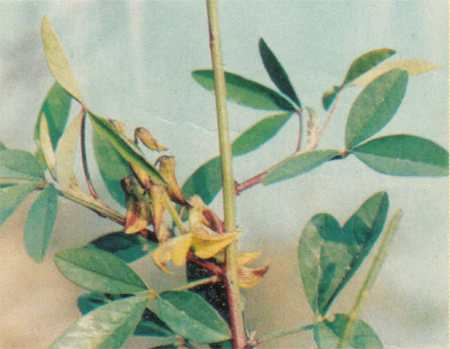 Lam hawaitharak - Manipur Medicinal Plants