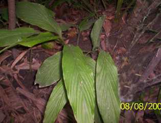 Yai-heinou nambi - Manipur Medicinal Plants