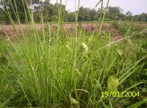 Charot - Manipur Medicinal Plants