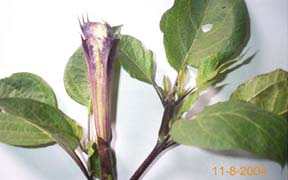 Sagol-hidak amuba - Manipur Medicinal Plants