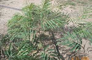 Khok - Manipur Medicinal Plants