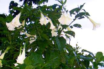 Sagol-hidak - Manipur Medicinal Plants