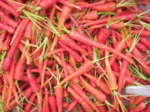 Gajar - Manipur Medicinal Plants