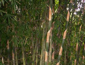 Khokwa - Manipur Medicinal Plants