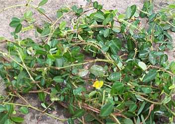 Nunggai yensil - Manipur Medicinal Plants