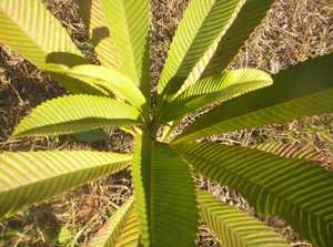 Hei-gri - Manipur Medicinal Plants