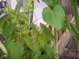 Lam haa - Manipur Medicinal Plants