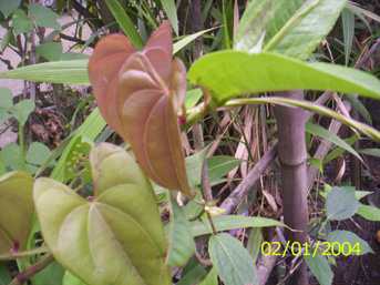 Lam haa-nakupi - Manipur Medicinal Plants