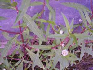 Uchisumban - Manipur Medicinal Plants