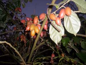 Heiyai - Manipur Medicinal Plants