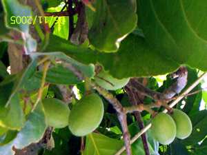 Chorphon - Manipur Medicinal Plants