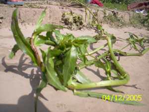 Komprek tusombi - Manipur Medicinal Plants