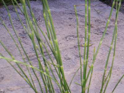 Lai-utong - Manipur Medicinal Plants